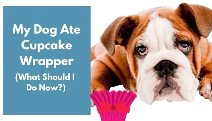 my dog ate cupcake wrapper