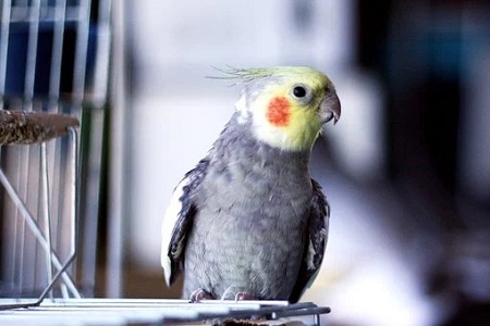 old cockatiel