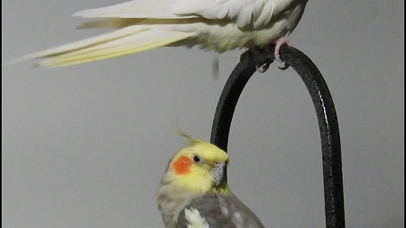 pooping cockatiel