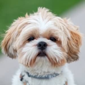 shih tzu breeders