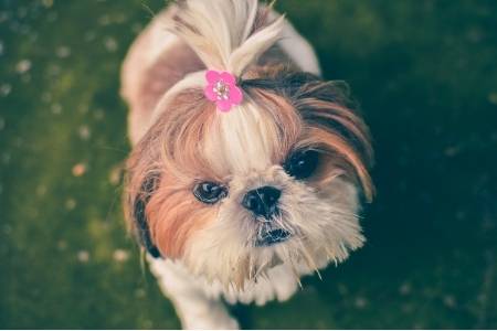 shih tzu dog breed