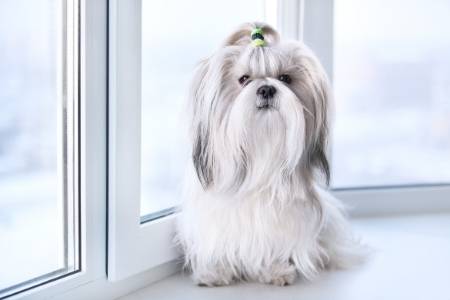 shih tzus shed