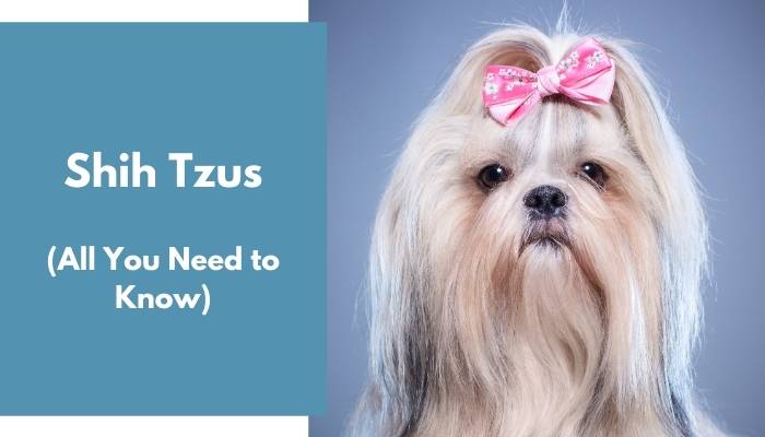 shih tzus