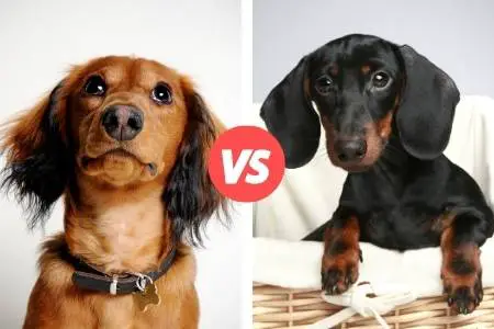 standard dachshund and mini dachshund compared