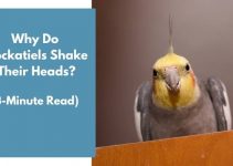 Why Do Cockatiels Shake Their Heads? (3-Minute Read)