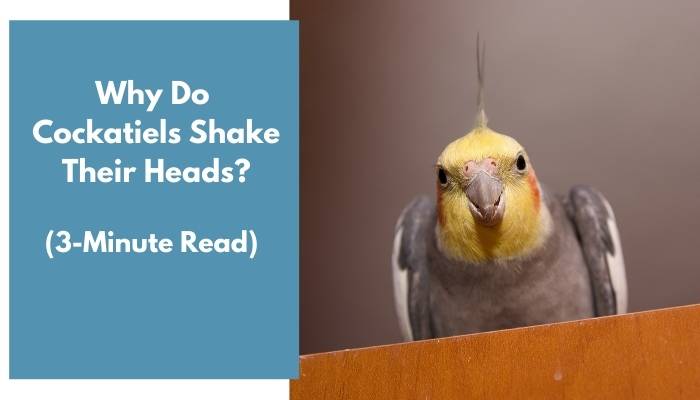 why do cockatiels shake their heads