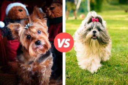 yorkies and shih tzus compared