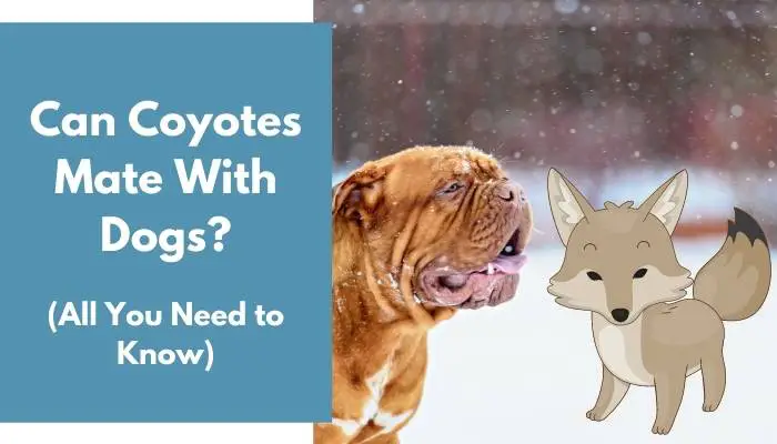 Can Coyotes Mate With Dogs