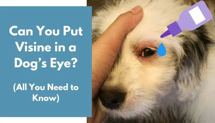 Can You Put Visine in a Dog’s Eye