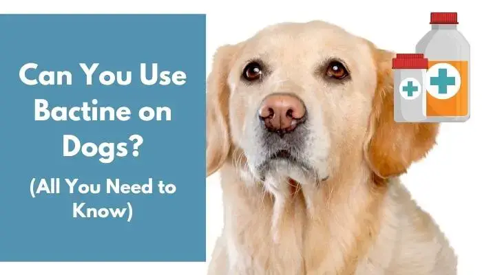 Can You Use Bactine On Dogs Complete Guide Animalfate Can You Use Bactine On Dogs Complete Guide Animalfate