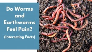 Do Worms and Earthworms Feel Pain? (Interesting Facts) - AnimalFate