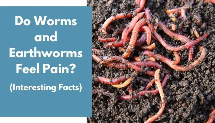 Do Worms and Earthworms Feel Pain