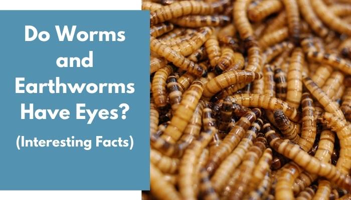 Do Worms and Earthworms Have Eyes