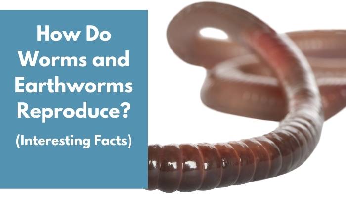 How Do Worms and Earthworms Reproduce