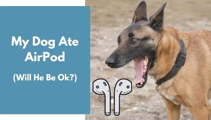 My Dog Ate AirPod