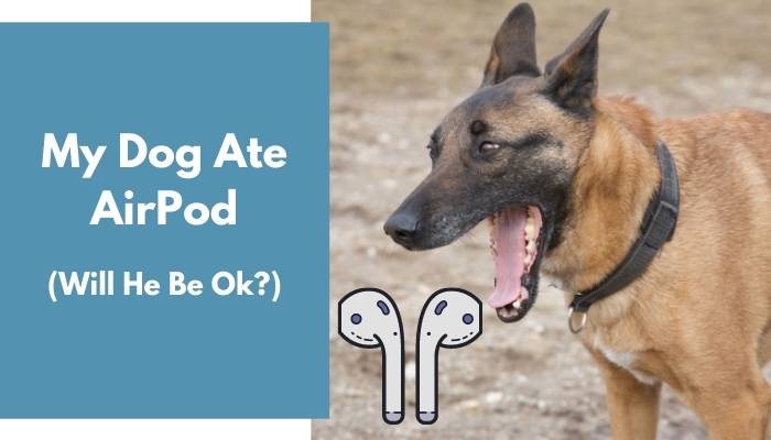 My dog ate one of the EarPods, if I go to… - Apple Community