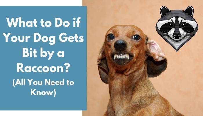 What to Do if Your Dog Gets Bit by a Raccoon