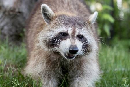 angry raccoon