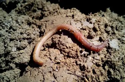 baby earthworm