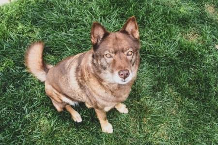 coydog