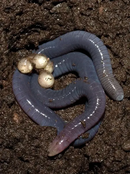 earthworms eggs