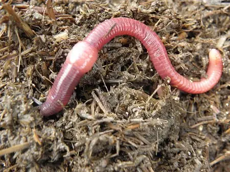 pregnant worm