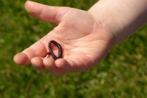 Do Worms and Earthworms Feel Pain? (Interesting Facts) - AnimalFate