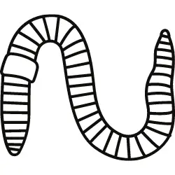 worms anatomy
