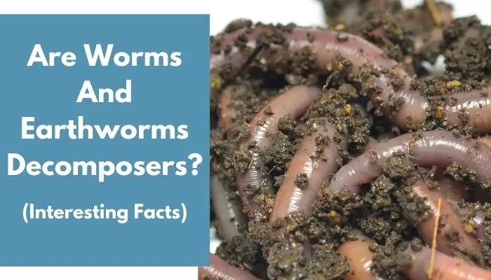 Are Worms And Earthworms Decomposers