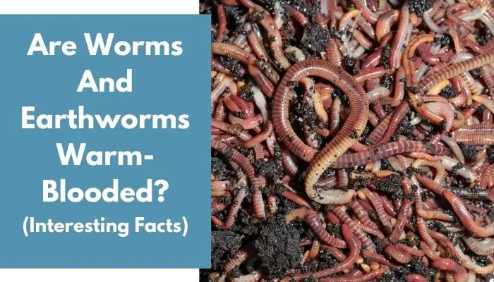 Are Worms And Earthworms Warm-Blooded