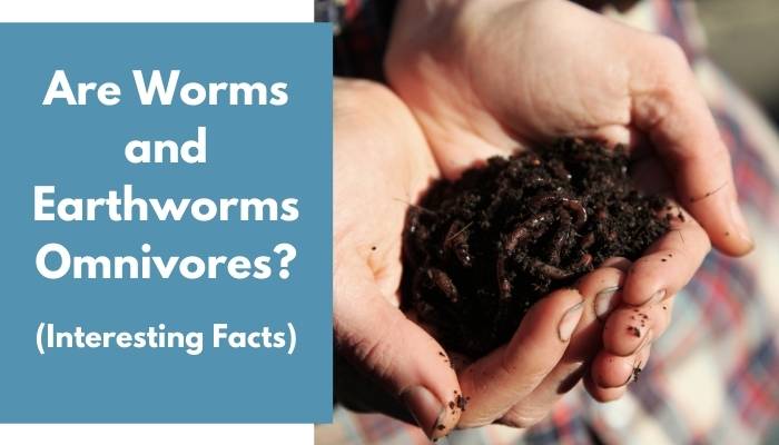 Are Worms and Earthworms Omnivores