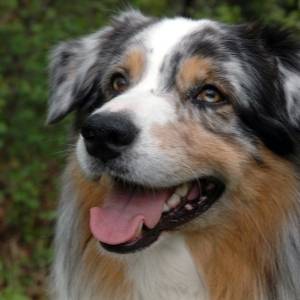 Australian Shepherd Breeders Category