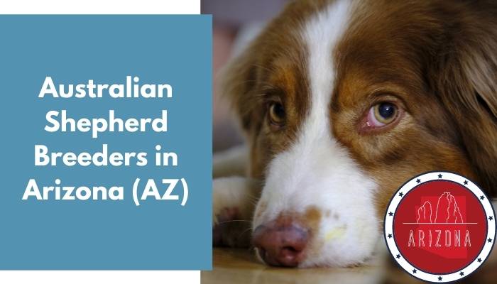 Australian Shepherd Breeders in Arizona AZ