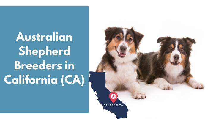 Australian Shepherd Breeders in California CA