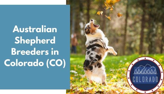 Australian Shepherd Breeders in Colorado CO