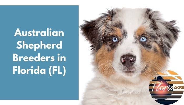 Australian Shepherd Breeders in Florida FL