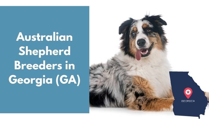 8 Breeders in Georgia (GA) | Australian Shepherd Puppies for Sale - AnimalFate