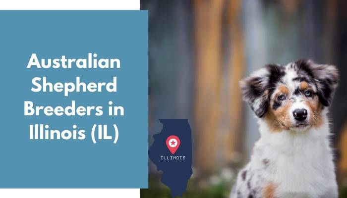 Australian Shepherd Breeders in Illinois IL