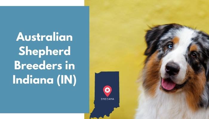 Australian Shepherd Breeders in Indiana IN