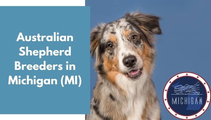 Australian Shepherd Breeders in Michigan MI