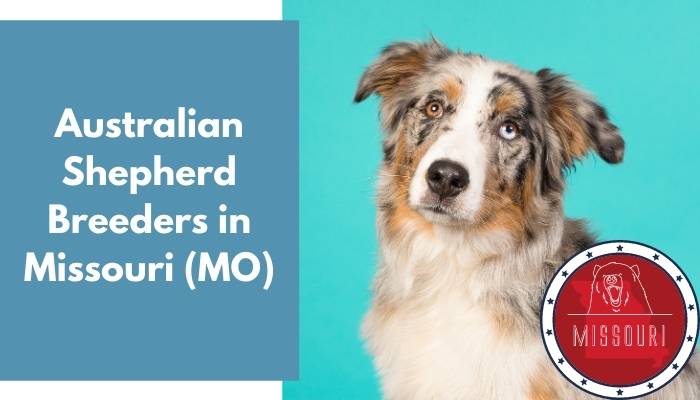 Australian Shepherd Breeders in Missouri MO