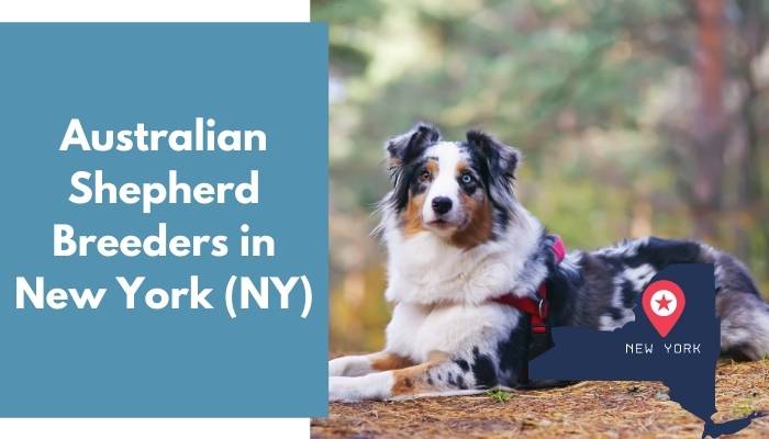 Australian Shepherd Breeders in New York NY