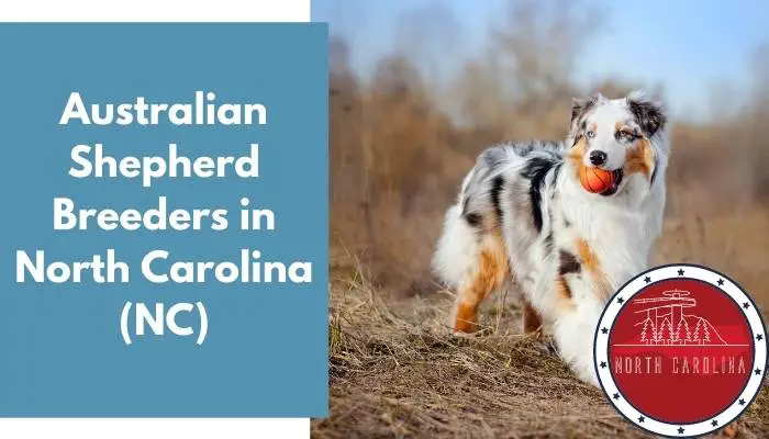 Australian Shepherd Breeders in North Carolina NC