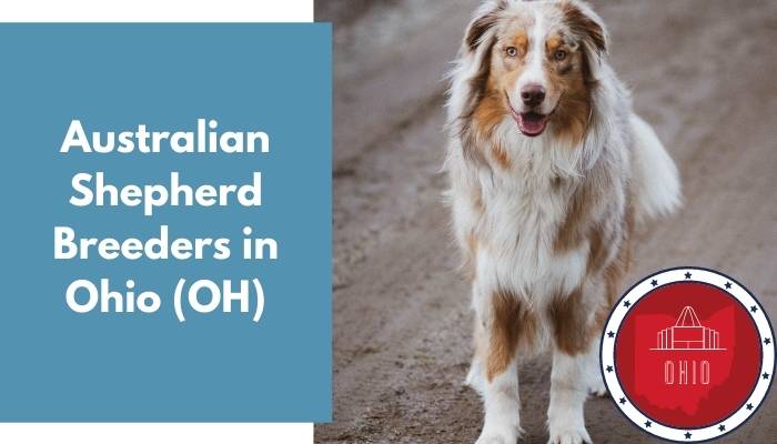 Australian Shepherd Breeders in Ohio OH