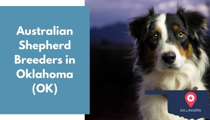 Australian Shepherd Breeders in Oklahoma OK