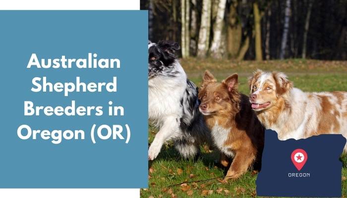 Australian Shepherd Breeders in Oregon OR