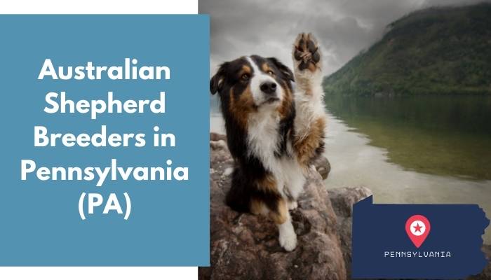 Australian Shepherd Breeders in Pennsylvania PA