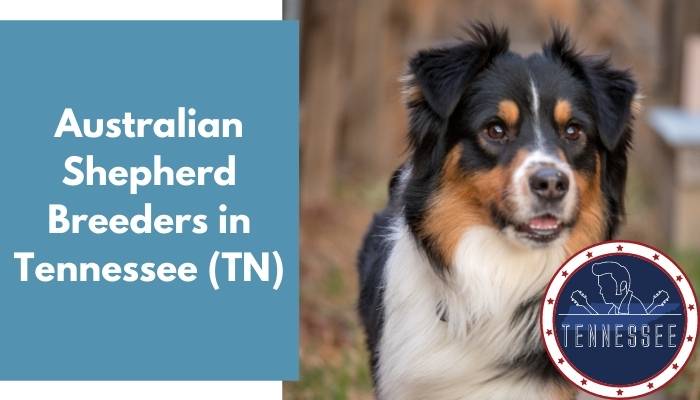 Australian Shepherd Breeders in Tennessee TN