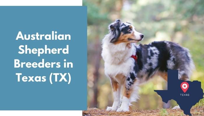 Australian Shepherd Breeders in Texas TX