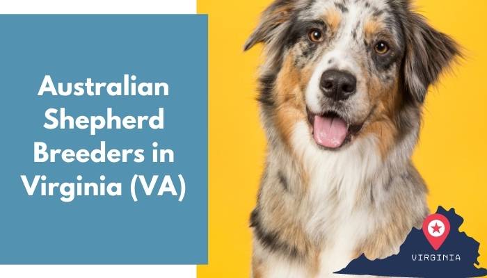 Australian Shepherd Breeders in Virginia VA